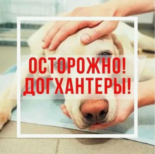 Предотвращение случайного отравления домашних собак